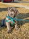 Cane Corso Puppies for sale in Phillipsburg, NJ 08865, USA. price: $3,900