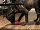 Cane Corso Puppies for sale in Bedford, TX 76021, USA. price: $1,000