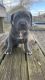 Cane Corso Puppies for sale in Sherwood, AR, USA. price: $2,500