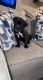 Cane Corso Puppies for sale in Corpus Christi, TX, USA. price: NA