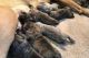 Cane Corso Puppies for sale in Roebuck, SC, USA. price: $500