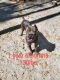 Cane Corso Puppies for sale in Lynchburg, VA, USA. price: $500