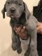 Cane Corso Puppies for sale in Chicago, IL 60603, USA. price: $1,800