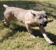 Cane Corso Puppies for sale in Anaheim, CA, USA. price: $1,200
