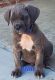 Cane Corso Puppies for sale in Anaheim, CA, USA. price: $1,500