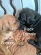 Cane Corso Puppies for sale in Sumner, IA 50674, USA. price: $1,500