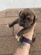 Cane Corso Puppies for sale in Marana, AZ 85653, USA. price: $900