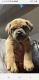 Cane Corso Puppies for sale in 5895 Jesse Dr, San Bernardino, CA 92407, USA. price: $2,500