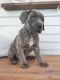 Cane Corso Puppies for sale in Minneapolis, MN, USA. price: $2,500