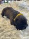 Cane Corso Puppies for sale in Comanche, OK, USA. price: NA