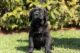 Cane Corso Puppies for sale in Bourbon, IN 46504, USA. price: NA