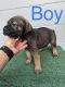 Cane Corso Puppies for sale in Lakeland, FL, USA. price: $2,000