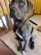 Cane Corso Puppies for sale in Coolbaugh Township, PA, USA. price: $1,500