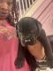 Cane Corso Puppies for sale in Philadelphia, PA, USA. price: $400