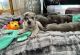 Cane Corso Puppies for sale in Birmingham, AL, USA. price: $350