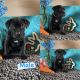 Cane Corso Puppies for sale in Prescott, AZ, USA. price: NA