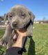 Cane Corso Puppies for sale in Ann Arbor, MI, USA. price: NA