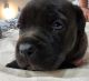 Cane Corso Puppies for sale in Redding, CA, USA. price: $2,000