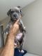 Cane Corso Puppies for sale in Orlando, FL, USA. price: $1,500