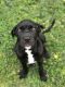 Cane Corso Puppies for sale in McDonough, GA 30253, USA. price: NA