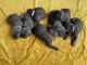 Cane Corso Puppies for sale in Conroe, TX, USA. price: $2,000