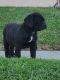 Cane Corso Puppies for sale in Burbank, CA 91504, USA. price: $1,000
