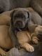 Cane Corso Puppies for sale in Thornville, OH 43076, USA. price: $1,500