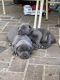 Cane Corso Puppies for sale in Wilmington, DE, USA. price: $2,000