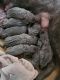Cane Corso Puppies for sale in Rochester, NY, USA. price: $2,000