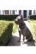 Cane Corso Puppies for sale in New Rochelle, NY, USA. price: $1,950