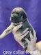 Cane Corso Puppies for sale in Villa Rica, GA 30180, USA. price: $2,500