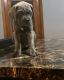 Cane Corso Puppies for sale in Cleveland, OH, USA. price: $2,500