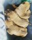 Cane Corso Puppies for sale in LaGrange, GA 30241, USA. price: $1,500