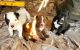 Cane Corso Puppies for sale in Vandalia, IL 62471, USA. price: $700