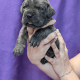 Cane Corso Puppies for sale in Villa Rica, GA 30180, USA. price: $2,500