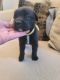 Cane Corso Puppies for sale in Plainfield, IL, USA. price: $2,200