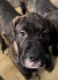 Cane Corso Puppies for sale in Miami, FL, USA. price: $1,000