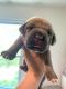 Cane Corso Puppies for sale in Hanover, PA 17331, USA. price: $240,000