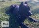 Cane Corso Puppies for sale in Midlothian, TX, USA. price: NA
