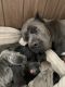 Cane Corso Puppies for sale in Cleveland, TX, USA. price: $2,800