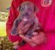 Cane Corso Puppies for sale in Waldorf, MD, USA. price: $2,500