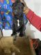 Cane Corso Puppies for sale in Grand Blanc, MI 48439, USA. price: $1,200