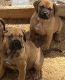 Cane Corso Puppies for sale in Gig Harbor, WA, USA. price: $800