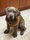 Cane Corso Puppies for sale in Marine City, MI 48039, USA. price: $2,500