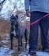 Cane Corso Puppies for sale in Upland, CA 91784, USA. price: NA