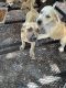 Cane Corso Puppies for sale in Miami, FL 33155, USA. price: $800