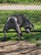 Cane Corso Puppies for sale in Uniondale, NY 11553, USA. price: $2,500