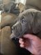 Cane Corso Puppies for sale in Edwardsville, IL, USA. price: $1,000