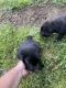 Cane Corso Puppies for sale in Lawrenceburg, KY 40342, USA. price: NA