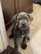 Cane Corso Puppies for sale in Plano, TX, USA. price: $750